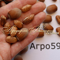 Фундук МОСКОВСКИЙ РАННИЙ Фундук МОСКОВСКИЙ РАННИЙ